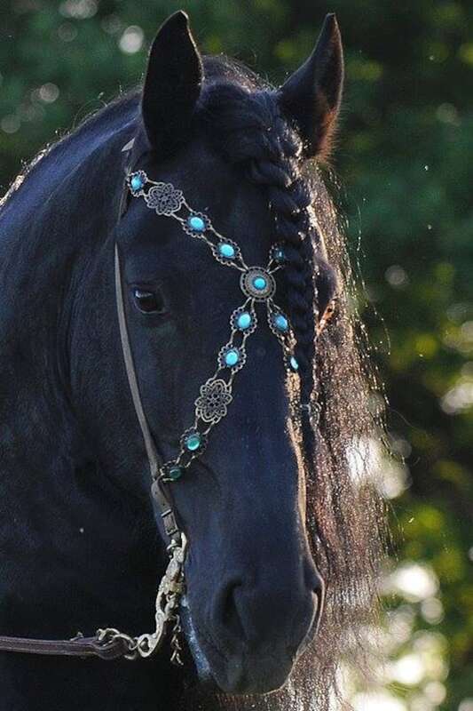 Selle de cheval, licols, mors, bridon et frontaux -baroque-pour-parade-equestre